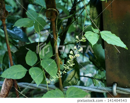 Ground potatoes that entwine around a suspension bridge and bloom. Ground potatoes that entwine around a suspension bridge and bloom. 141404543