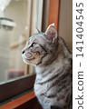 A silver tabby cat looking out from inside the house. 141404545