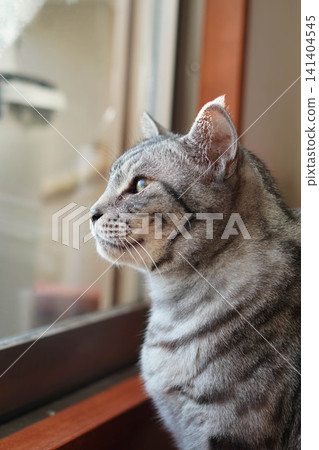 A silver tabby cat looking out from inside the house. A silver tabby cat looking out from inside the house. 141404545