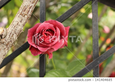 紅玫瑰,柔軟而濕潤 紅玫瑰,柔軟而濕潤 141404685
