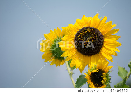 夏天向日葵 141404712