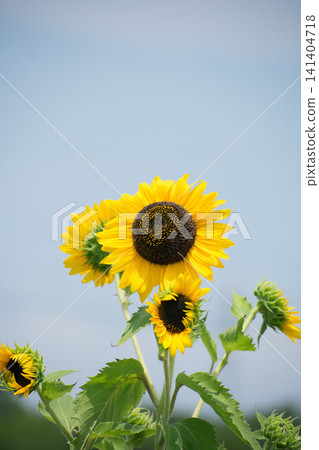 夏天向日葵 夏天向日葵 141404718