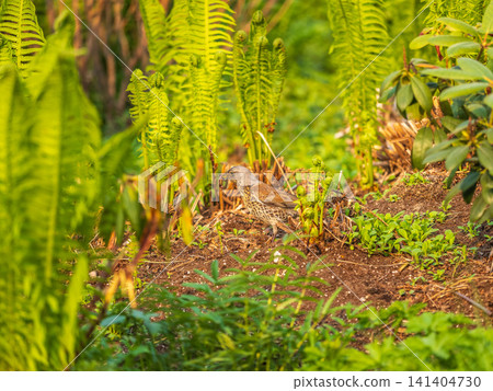Wood bird Fieldfare, Turdus pilaris, on a sprng lawn. Wood bird Fieldfare, Turdus pilaris, on a sprng lawn. 141404730