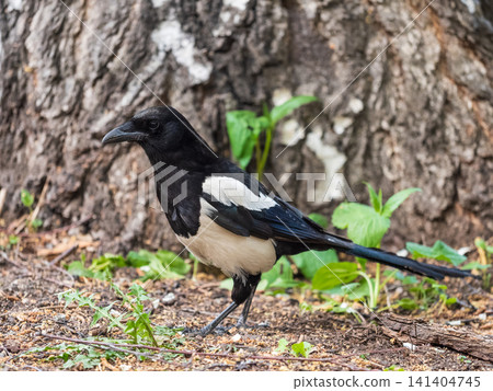 Magpie, Scientific name, Pica Pica. Adult Magpie with glossy plumage on a green grass lawn. Magpie, Scientific name, Pica Pica. Adult Magpie with glossy plumage on a green grass lawn. 141404745