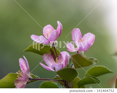 Fresh pink flowers of a blossoming apple tree with blured background Fresh pink flowers of a blossoming apple tree with blured background 141404752