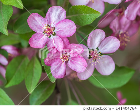 Fresh pink flowers of a blossoming apple tree with blured background Fresh pink flowers of a blossoming apple tree with blured background 141404764