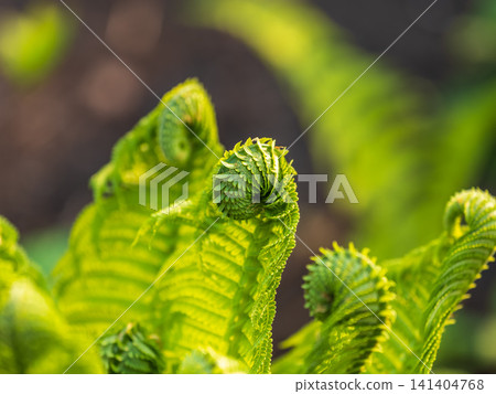 Natural green young ostrich fern or shuttlecock fern Natural green young ostrich fern or shuttlecock fern 141404768