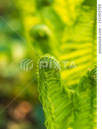 Natural green young ostrich fern or shuttlecock fern Natural green young ostrich fern or shuttlecock fern 141404769