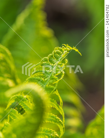 Natural green young ostrich fern or shuttlecock fern Natural green young ostrich fern or shuttlecock fern 141404782