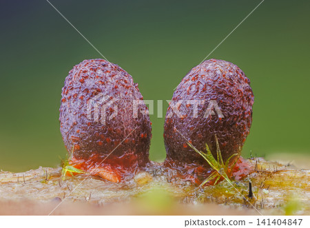 Orange slime mold - Lycogala conicum, it's a small protist organism Orange slime mold - Lycogala conicum, it's a small protist organism 141404847