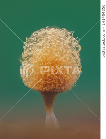 Push Pin Slime Mold - Hemitrichia calyculata, it's a small protist organism Push Pin Slime Mold - Hemitrichia calyculata, it's a small protist organism 141404850