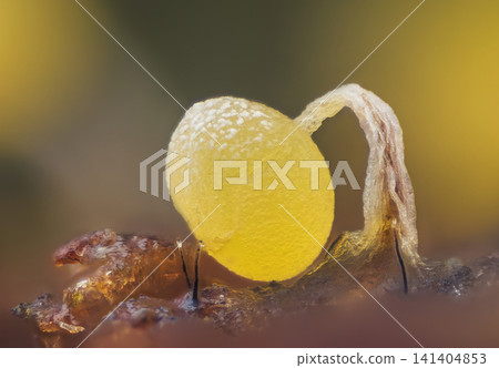Slime mold - Physarum viride, it's a small protist organism Slime mold - Physarum viride, it's a small protist organism 141404853