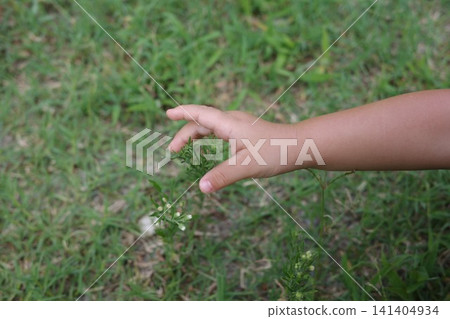 一個孩子伸手去觸摸草地上生長的花草。 一個孩子伸手去觸摸草地上生長的花草。 141404934