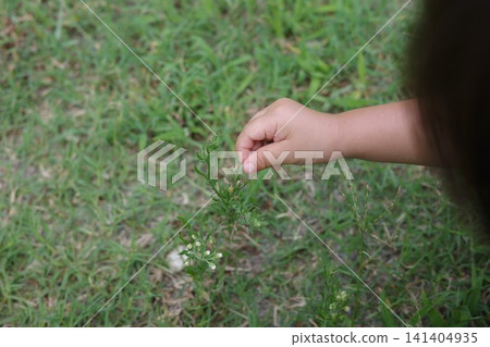 孩子的手伸向草地,摘下一朵花。 孩子的手伸向草地,摘下一朵花。 141404935