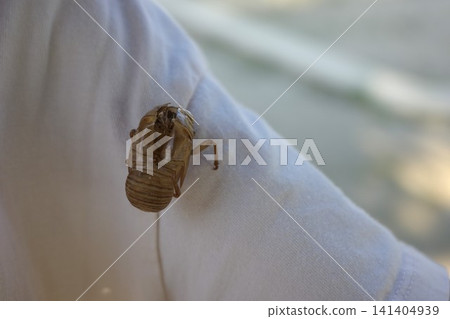 A close-up of a cicada exoskeleton attached to the sleeve of a white garment. A close-up of a cicada exoskeleton attached to the sleeve of a white garment. 141404939