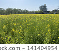 油菜花、藍天、自然、日本風景 141404954