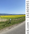 油菜花、藍天、自然、日本風景 141404955
