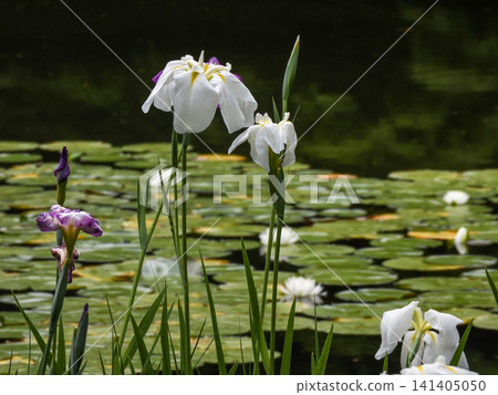 Heian Jingu Shrine Shrine iris Heian Jingu Shrine Shrine iris 141405050
