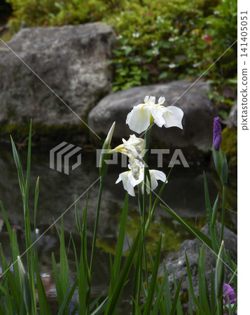Heian Jingu Shrine Shrine iris Heian Jingu Shrine Shrine iris 141405051