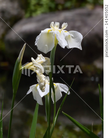 Heian Jingu Shrine Shrine iris Heian Jingu Shrine Shrine iris 141405052