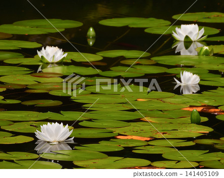 Heian Jingu Shrine Heian Jingu Shrine 141405109