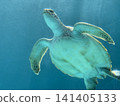 從水下拍攝的沖繩美麗海水族館海龜游泳的景象。 141405133