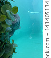 在沖繩美麗海水族館，一隻海牛透過玻璃凝視著我們。 141405134