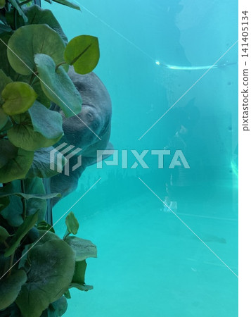 A manatee stares at us through the glass at Okinawa Churaumi Aquarium. A manatee stares at us through the glass at Okinawa Churaumi Aquarium. 141405134