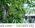 Young leaves of street trees supported by poles, fresh greenery bathed in the early summer sun, and the scenery along the roadside. 141405192
