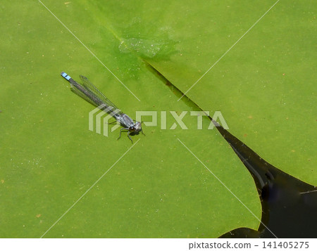 Heian Shrine Garden - Damselflies Heian Shrine Garden - Damselflies 141405275