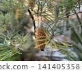 Close-up of a Banksia flower 141405358