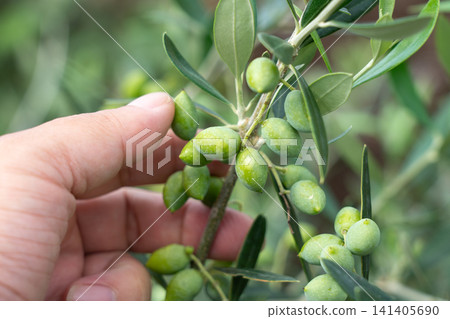 Olives growing in a home garden and a man's hand (September) Fruit tree cultivation, home garden Olives growing in a home garden and a man's hand (September) Fruit tree cultivation, home garden 141405690