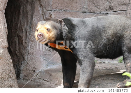 Martha the Malayan sun bear at Osaka Tennoji Zoo Martha the Malayan sun bear at Osaka Tennoji Zoo 141405773