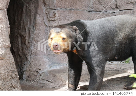 Martha the Malayan sun bear at Osaka Tennoji Zoo Martha the Malayan sun bear at Osaka Tennoji Zoo 141405774