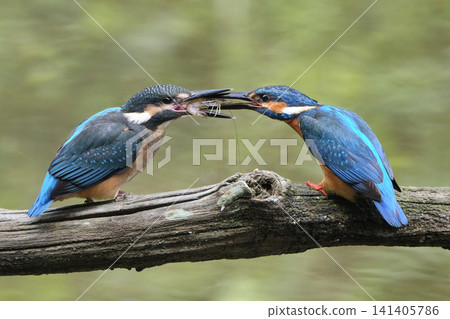 A father kingfisher feeds his young shrimp, shoving it firmly down its throat. A father kingfisher feeds his young shrimp, shoving it firmly down its throat. 141405786