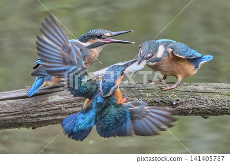 Give it to me! Give it to me! Give it to me! The young kingfishers desperately beg for the fish their parents have caught. Give it to me! Give it to me! Give it to me! The young kingfishers desperately beg for the fish their parents have caught. 141405787