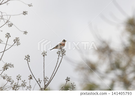 Chinese tallow tree and brambling Chinese tallow tree and brambling 141405793