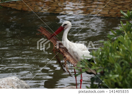 大阪天王寺動物園鳥類天堂 大阪天王寺動物園鳥類天堂 141405835