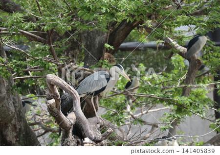 Bird Paradise at Osaka Tennoji Zoo Bird Paradise at Osaka Tennoji Zoo 141405839