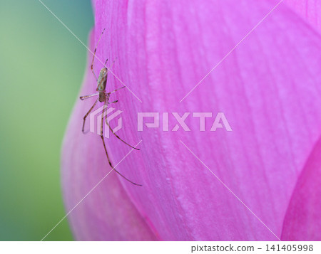一隻蜘蛛棲息在蓮花上 141405998