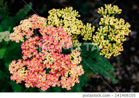 Equilea apricot delight flowers blooming vibrantly in the summer garden Equilea apricot delight flowers blooming vibrantly in the summer garden 141406105