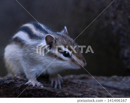 A gentle-looking chipmunk A gentle-looking chipmunk 141406167