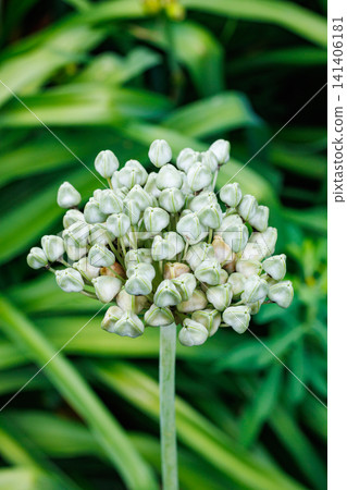 Unique allium seeds that produce spherical flowers. 141406181