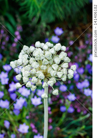 Unique allium seeds that produce spherical flowers. 141406182