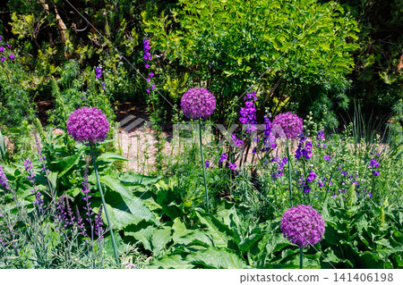 Allium 'Early Sensation' flowers bloom beautifully in the garden. 141406198