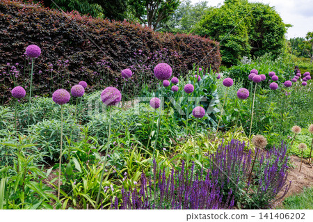 A unique Allium giganteum flower with spherical flowers 141406202