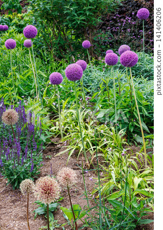 A unique Allium giganteum flower with spherical flowers A unique Allium giganteum flower with spherical flowers 141406206