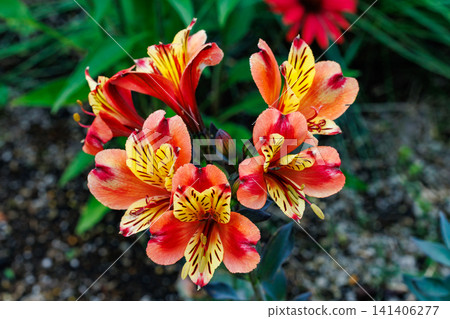 Beautiful landscape of alstroemeria in the garden Beautiful landscape of alstroemeria in the garden 141406277