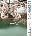 Cherry blossoms in full bloom along the shores of Lake Okutama 141406293