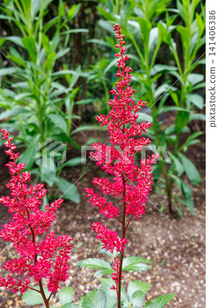 Bright red astilbe flowers blooming in the early summer garden Bright red astilbe flowers blooming in the early summer garden 141406386
